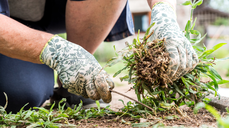 gardener pulling weeds