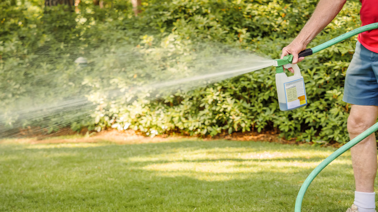Person spraying herbicide on lawn