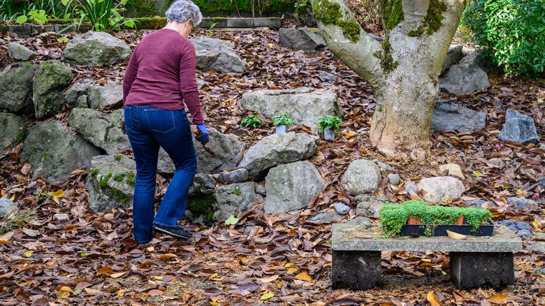 woman planting ground cover