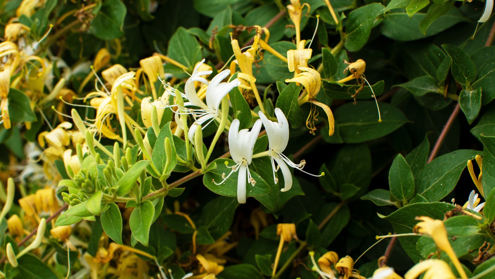 How To Get Rid Of Japanese Honeysuckle If It Takes Over Your Garden