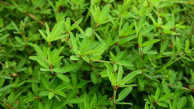 An aerial view of common lespedeza weeds overgrowing an area