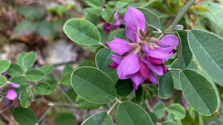 A close up of mature lespedeza weeds with their purple blooms