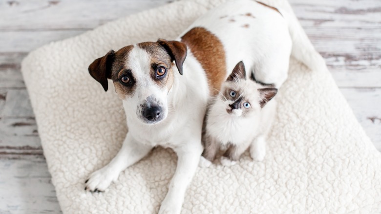 cat and dog on furniture