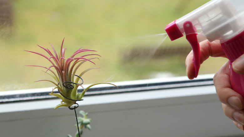 Spray bottle sprays air plant with liquid