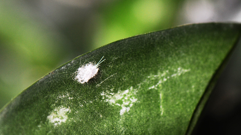 Mealybug on green leaf