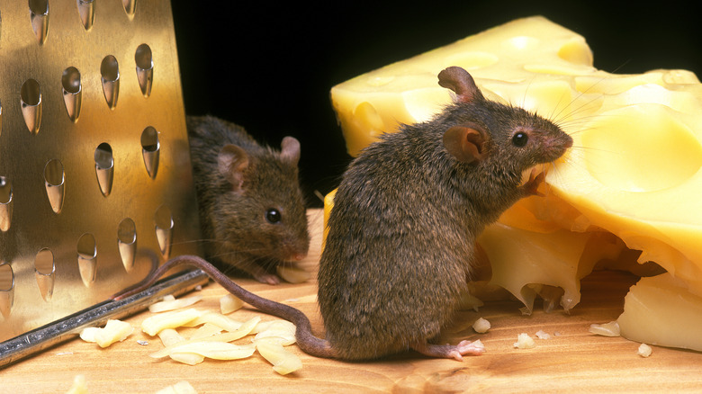 https://www.housedigest.com/img/gallery/how-to-get-rid-of-mice-humanely/intro-1655725676.jpg