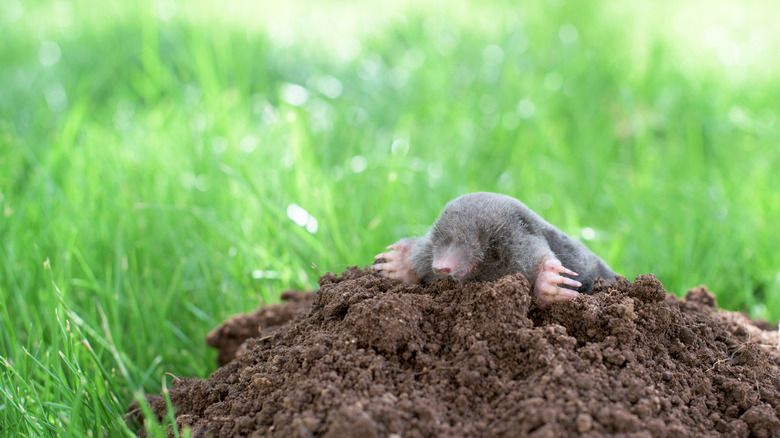 mole in grass on mound