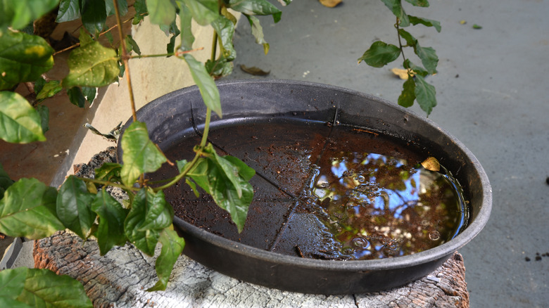 Plant base with stagnant water