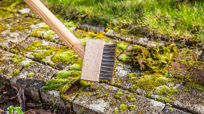 Sweeping mossy pavers