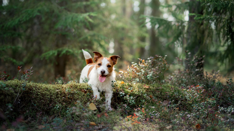 Dog on moss in forested area