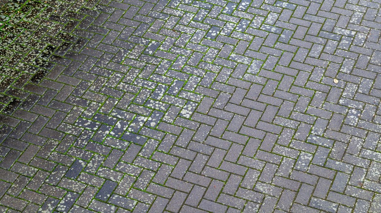 mossy growth on paver driveway