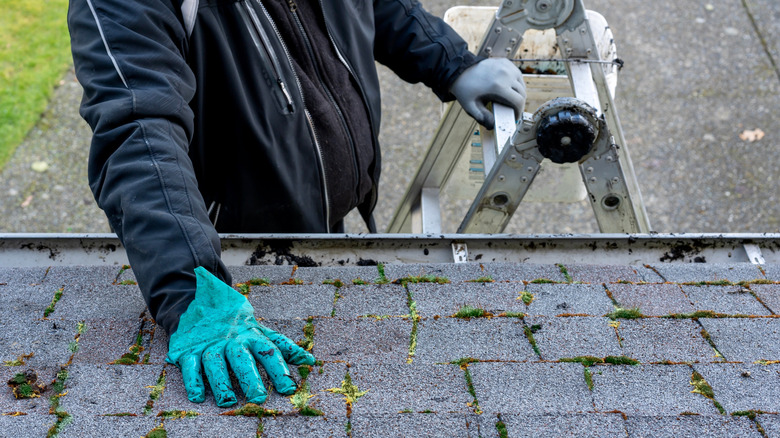 physical moss removal from roof