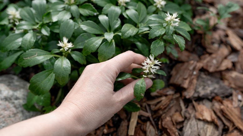 A hand holding Japanese pachysandra