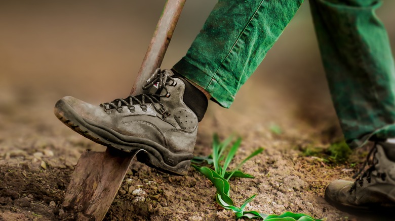 Person wearing a boot and pushing down on a shovel to dig up weeds