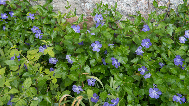 periwinkle in garden