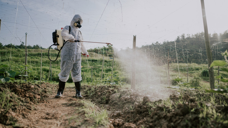 person spraying herbicide