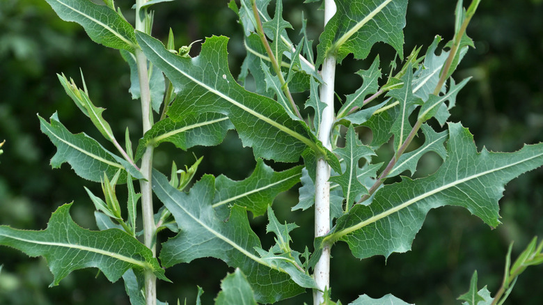 Close-up of prickly lettuce