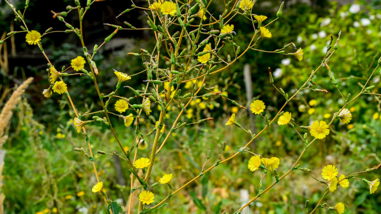 Prickly lettuce plant in bloom