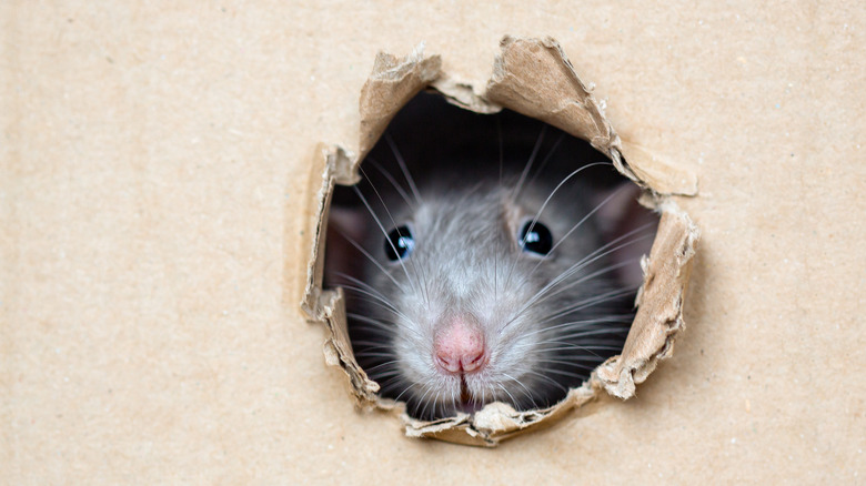 Rat peeping through a hole