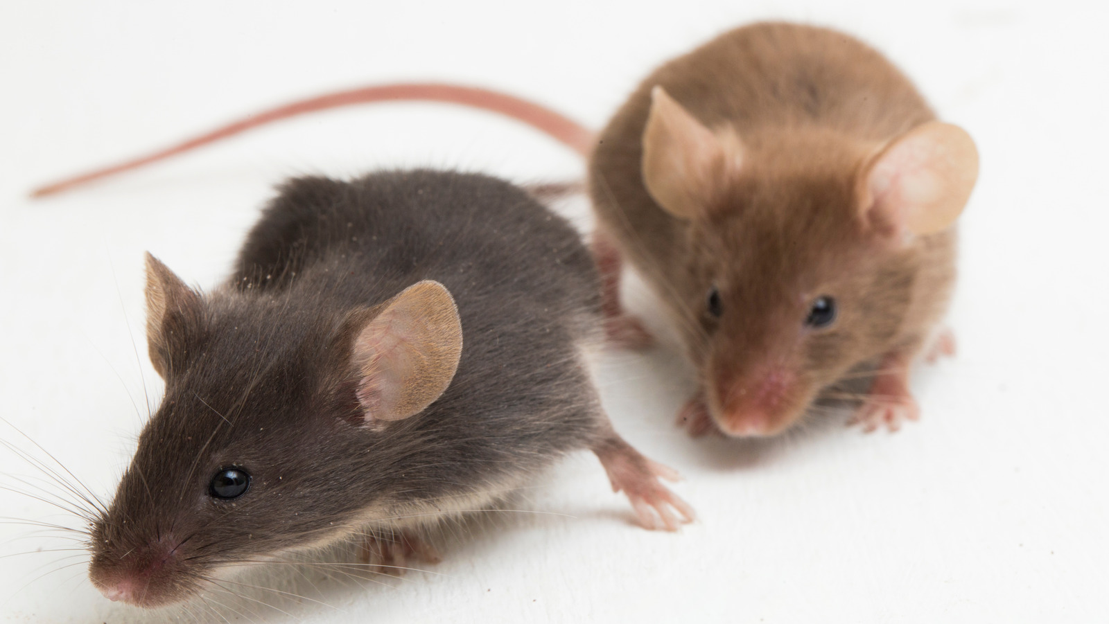 How To Get Rid Of Mice Humanely