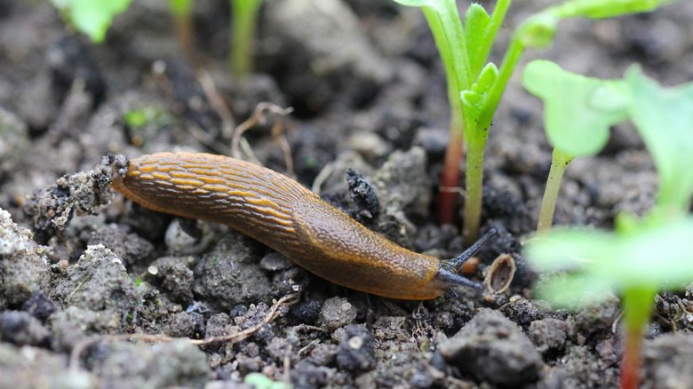 Slug in the dirt eating a new seedling