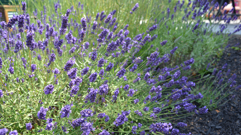 Patch of lavender in a garden