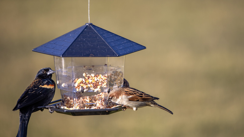 Blackbird and wren sit on a bird feeder