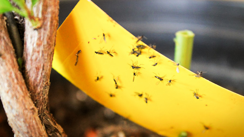 Fly tape with dead flies