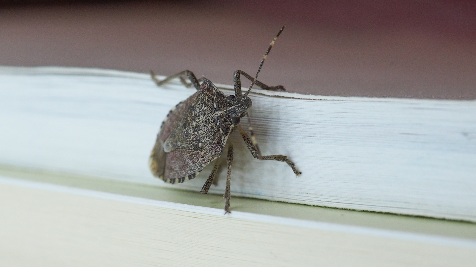 How to Get Rid of Stink Bugs: 7 Expert-Backed Strategies