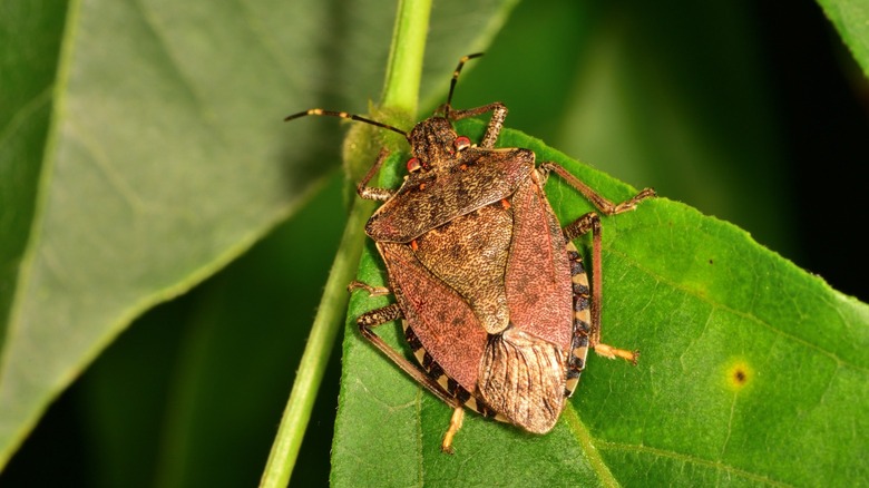 Brown marmorated stink bug 