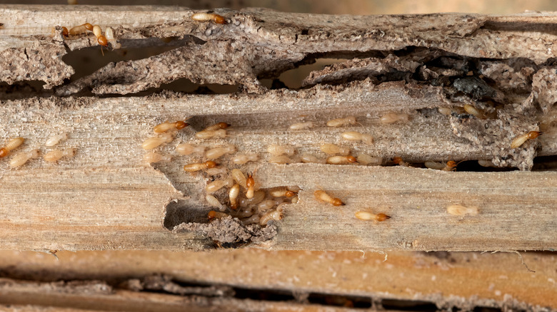 Termites eating the wood of a house