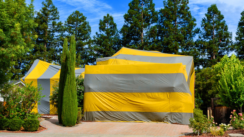 House being tented for termites