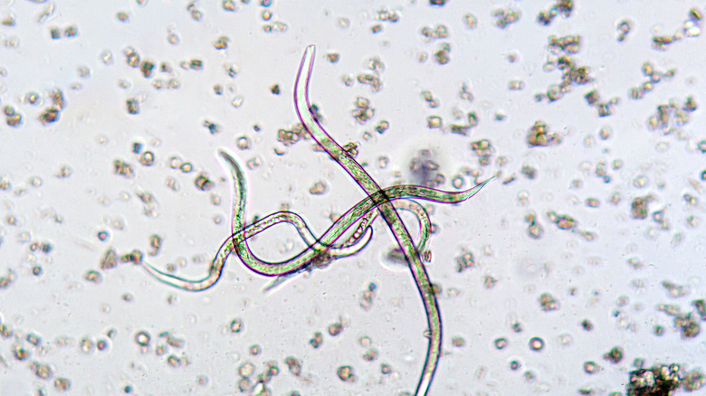 Nematodes under a microscope