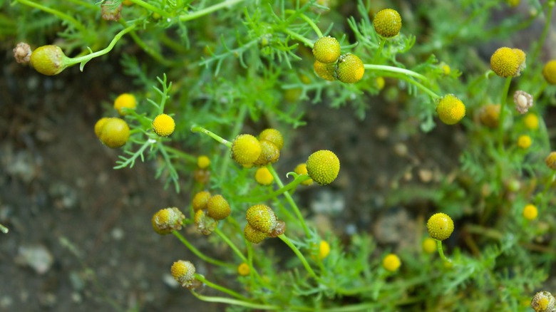 Pineapple weed with yellow flowers