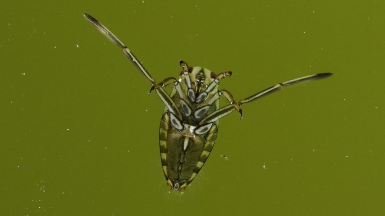 Underside of backswimmer water bug