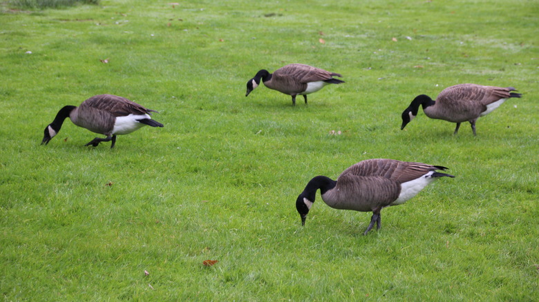 Geese eating in grass