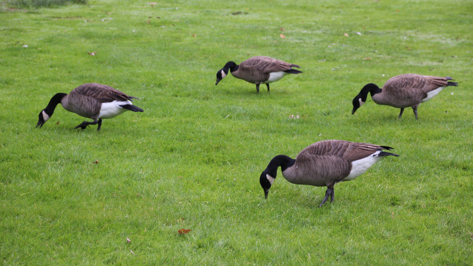 How To Get Rid Of Unsightly Goose Poop In Your Backyard