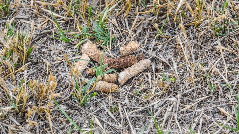 goose poop on grass