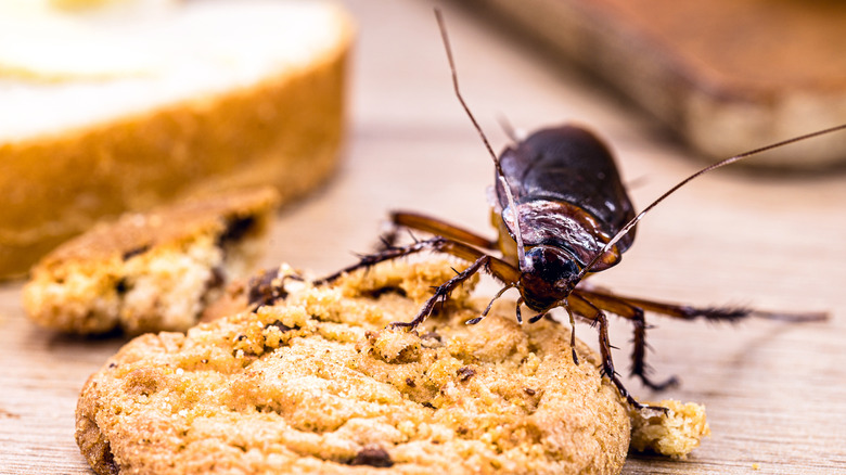 roach eating a cookie