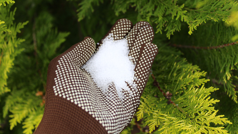 gloved hand holding epsom salt