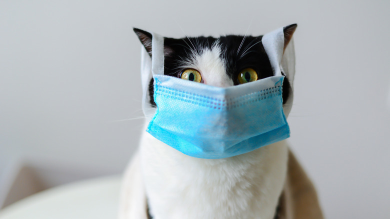 cat with face mask