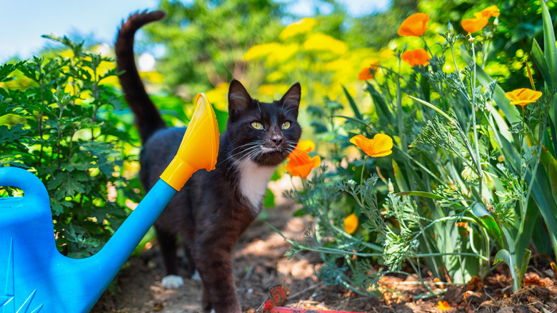 cat walking in garden