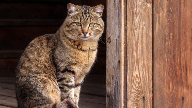 cat standing outside of shed