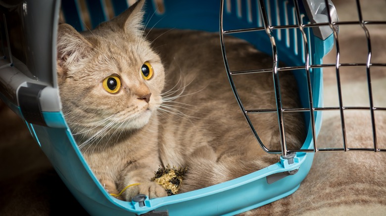 cat in cat carrier 