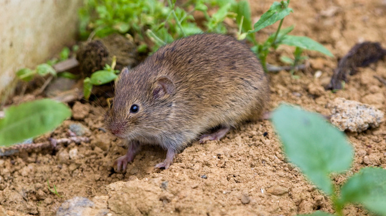 Common vole amid plants and soil