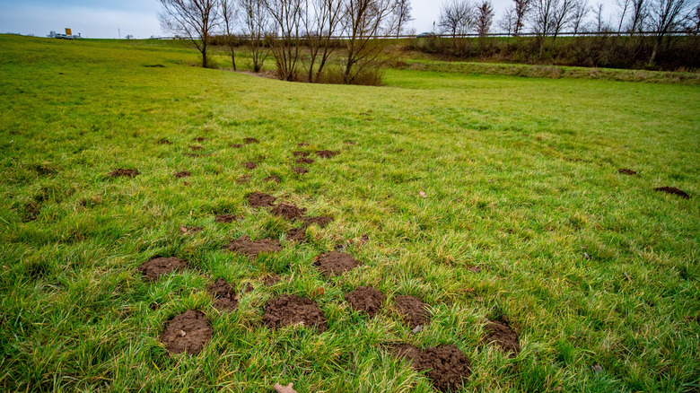 Large vole burrow in a meadow