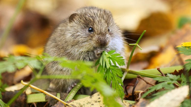 Field vole feeding on greens