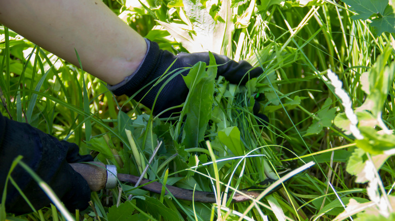 Weeding with gloves