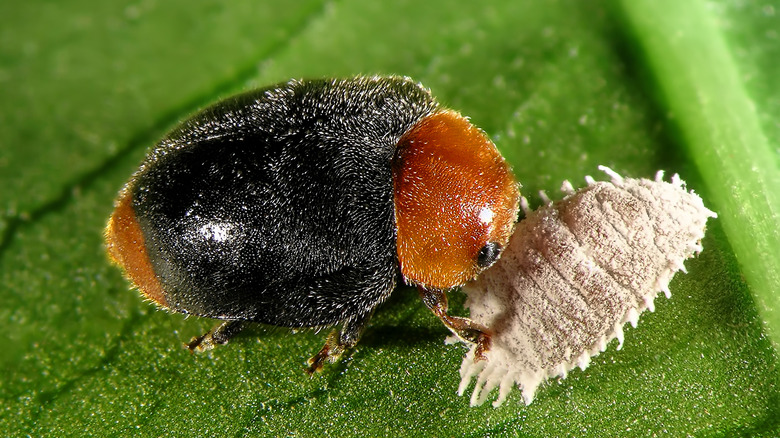 Ladybird preying on mealybug