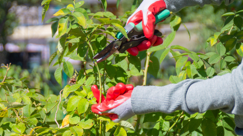 Gardener pruning plant